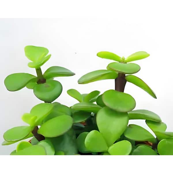 5.7 in. Afra with Light Pink Flowers, Indoor Succulent Plants in Grower Hanging Pot
