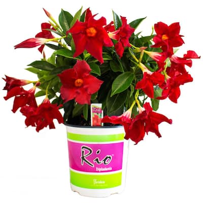 Bushes Outdoor Plants The Home Depot