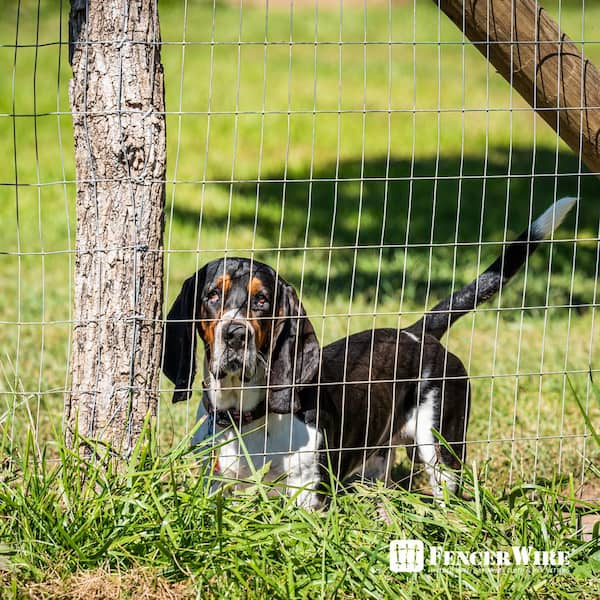 12 gauge dog fence wire best sale