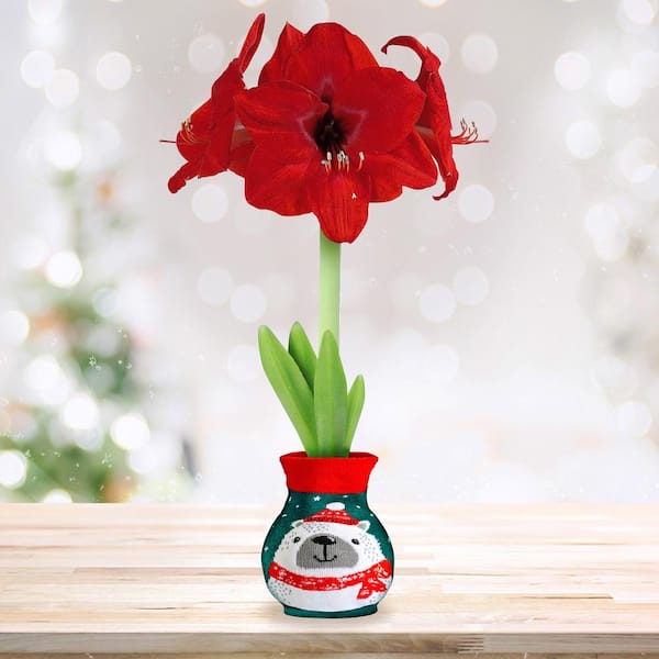 28/30 cm Red Lion Sweater Amaryllis Flower Bulb, Polar Bear