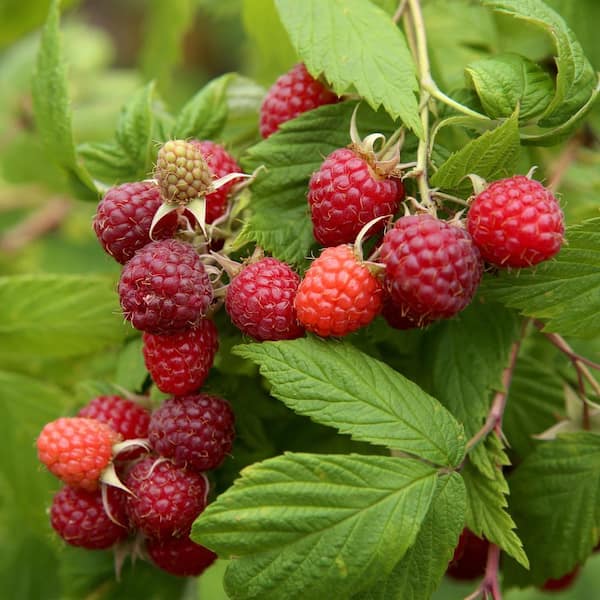 Garden State Bulb 1-Year, Brandywine Raspberry Plant, Live Bare Root, Non-GMO (Bag of 1)