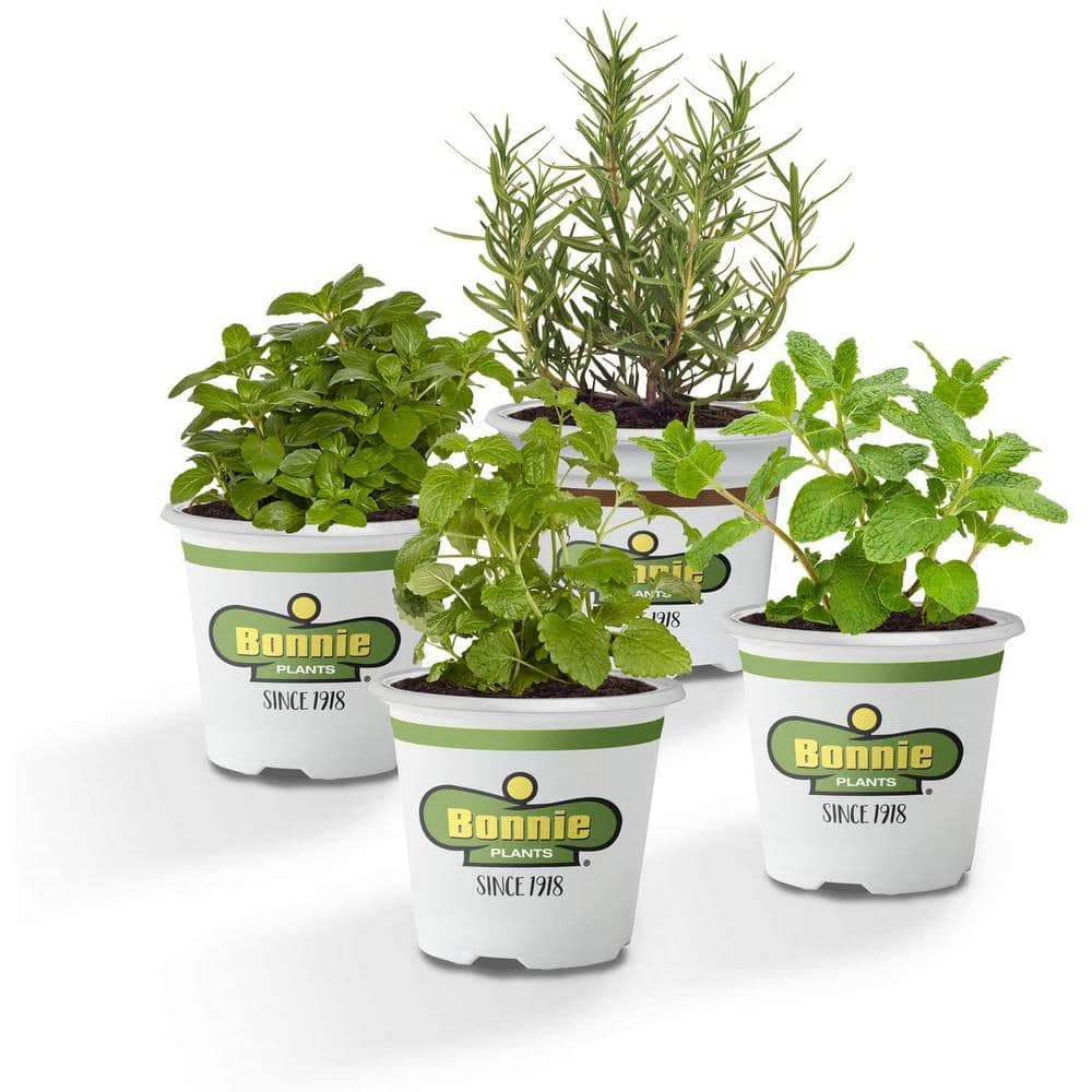 Plant Mom Stanley Dupe, 40oz Cup, Sage Green, Plant Lover, Plant Lady,  Plant Cup 