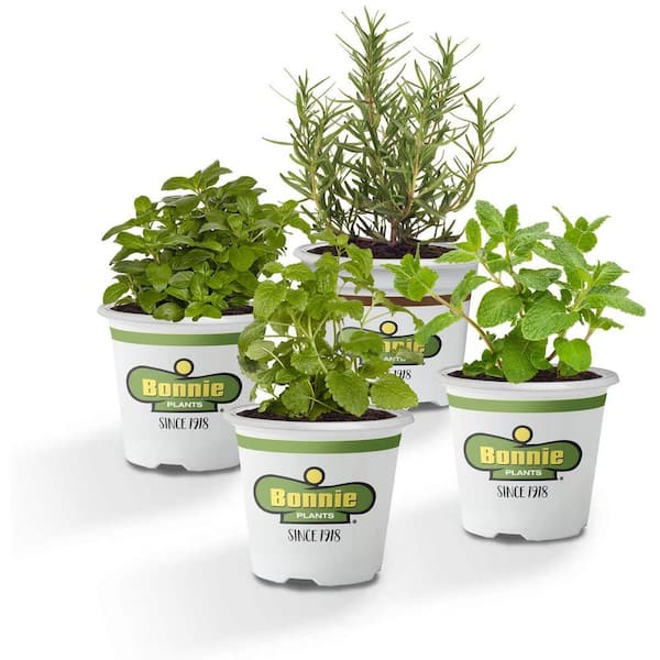 Bonnie Plants 19 oz. Cup of Tea Herb Garden Plant Kit (4-Pack)-Peppermint, Lavender, Lemon Balm, Spearmint