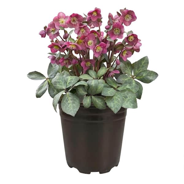 1 gal. Pippa's Purple Hellebore Live Flowering Part Sun Perennial Plant with Purple-Pink Flowers
