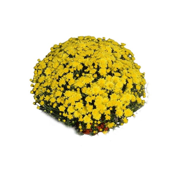 3 qt. Chrysanthemum (Mum) Annual Fall Outdoor Live Plant with Yellow Flowers in 8 in. Grower Pot (2-Pack)