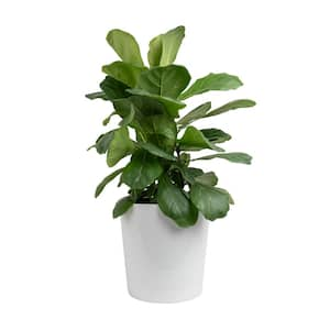 Fiddle Leaf Fig Indoor Plant in 10 in. White Decor Pot, Avg. Shipping Height 1-2 ft. Tall