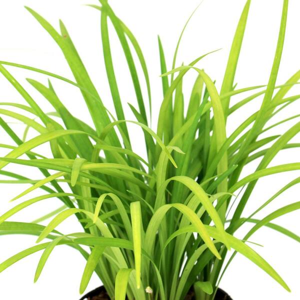 National Plant Network 1 gal. Liriope Emerald Goddess