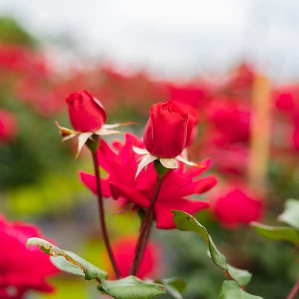 Red Double Knock Out Rose Tree with Red Flowers