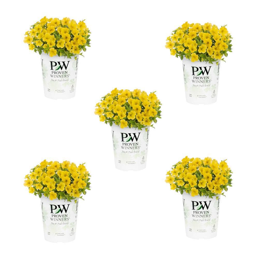 1.5 Pt. Proven Winners Superbells Yellow Calibrachoa Annual Plant (5-Pack) price history on PriceWatchPro