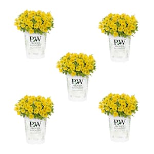 1.5 Pt. Proven Winners Superbells Yellow Calibrachoa Annual Plant (5-Pack)