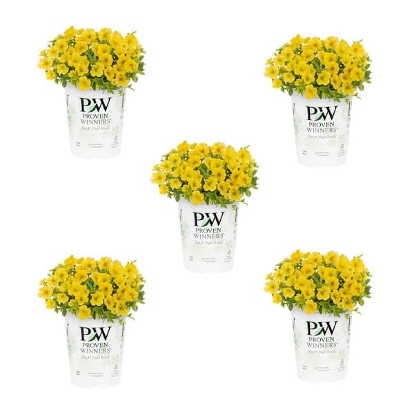 METROLINA GREENHOUSES 1.5 Pt. Proven Winners Superbells Yellow Calibrachoa Annual Plant (5-Pack)