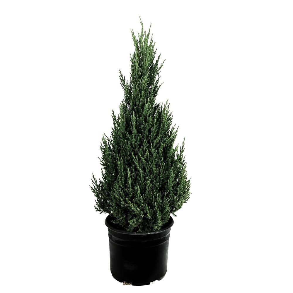 2.25 Gal. Blue Point Juniper Evergreen Live Tree