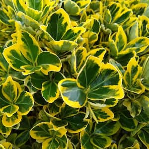 2.5 Gal - Golden Euonymus, Live Evergreen Shrub, Green and Gold Variegated Foliage