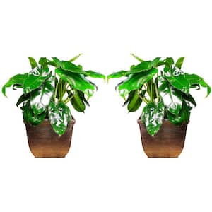 Philodendron Burle Marx Plant in 8 in. Decorative Resin Pot (2-Pack)