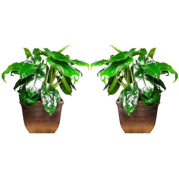 EverGrace Philodendron Burle Marx Plant in 8 in. Decorative Resin Pot (2-Pack)