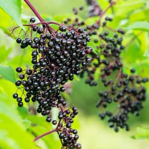 Samyl Elderberry (Sambucus) Live Bareroot Fruiting Plant (1-Pack)