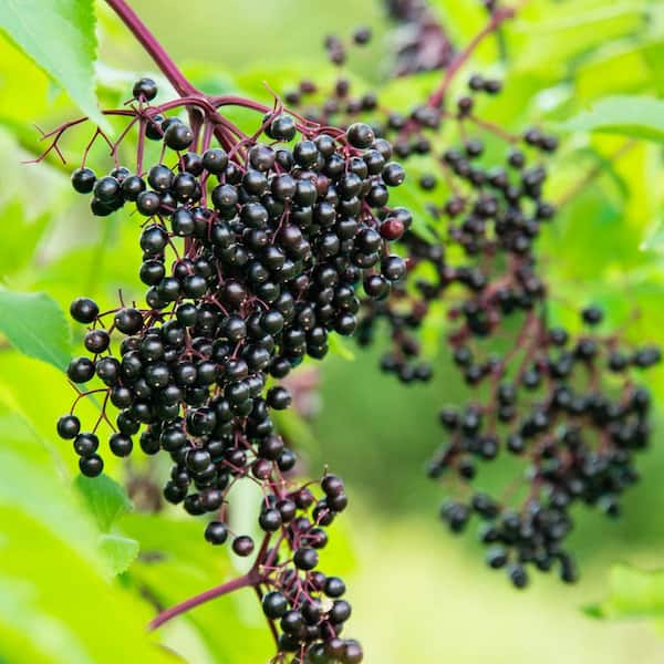 Elderberry