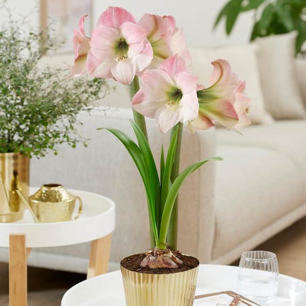 VAN ZYVERDEN Holiday Amaryllis Kit Pink with 6 in. Fluted Iron Faux Brass  Finish Bulb Planter, Set of 1 Bulb 88469 - The Home Depot