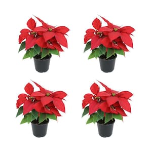 4 in. Poinsettia Red (4-Pack)