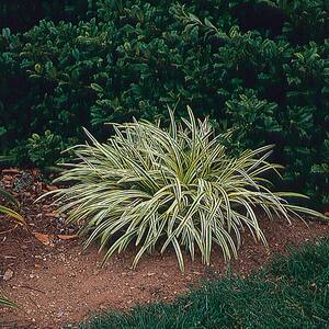 2.5 Qt. Silvery Sunproof Variegated Lily Turf Plant