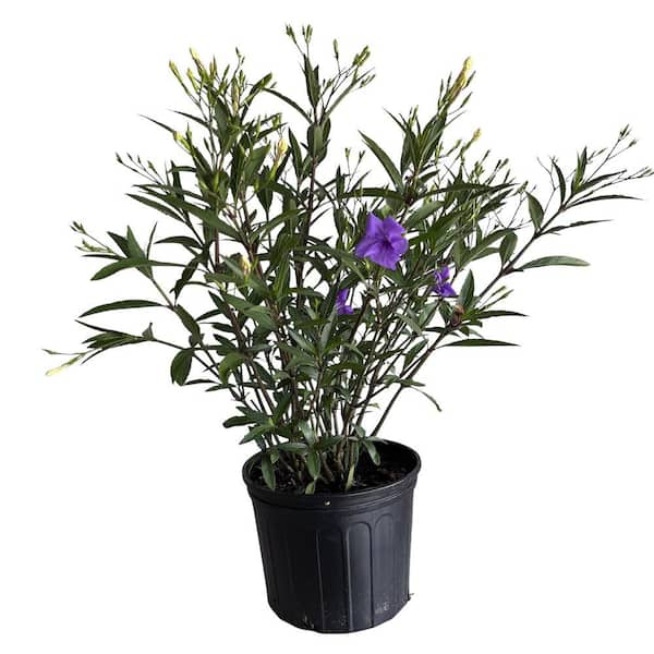 3 gal. Mayan Purple Mexican Petunia (Ruellia) Perennial Plant with Purple Flowers