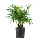 Cat Palm (Chamaedorea) in 10 in. Grower Container (1-Plant)