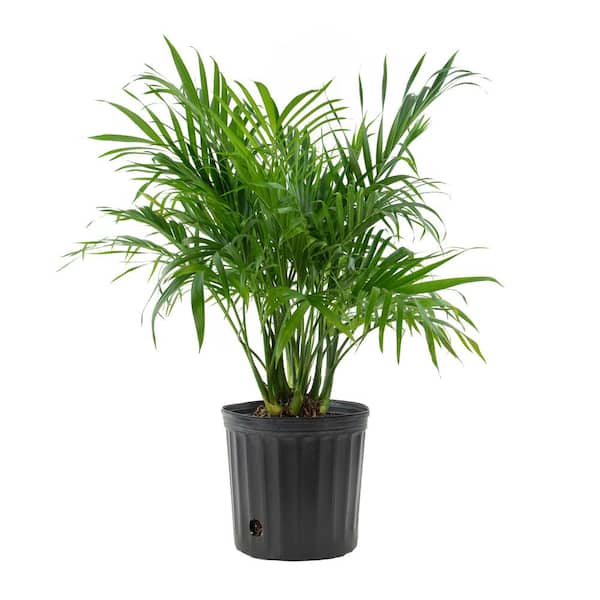 national PLANT NETWORK Cat Palm (Chamaedorea) in 10 in. Grower Container (1-Plant)