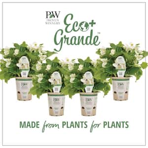 4.25 in. Eco+Grande, Surefire White (Begonia Benariensis), Live Plant, White Flowers (4-Pack)