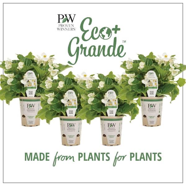 PROVEN WINNERS 4.25 in. Eco+Grande, Surefire White (Begonia Benariensis), Live Plant, White Flowers (4-Pack)