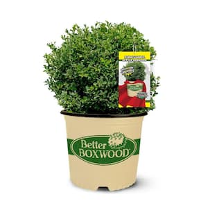 2 Gal. Renaissance Boxwood, Evergreen Shrub with Glossy Green Foliage