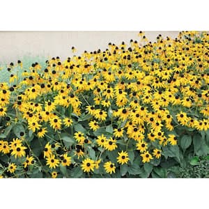 2.5 Qt. 'Goldsturm' Black-Eyed Susan (Rudbeckia) Live Potted Perennial Plant with Golden Yellow Flowers (1-Pack)