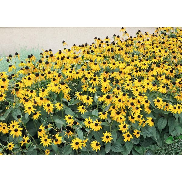 Black-eyed Susan Flowers: How to Plant, Grow, and Care for Rudbeckia  flowers