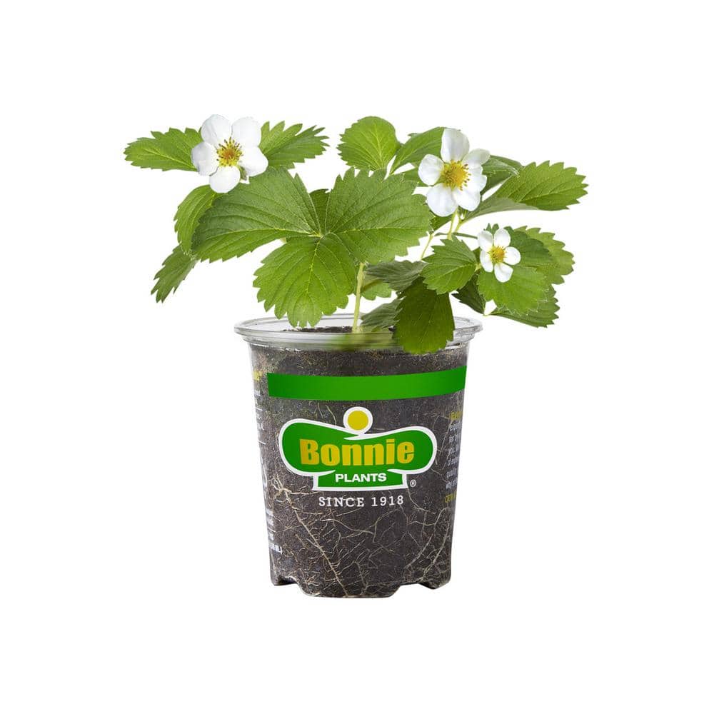 Bonnie Plants 19 oz. Quinault Strawberry Plant 0101 - The Home Depot