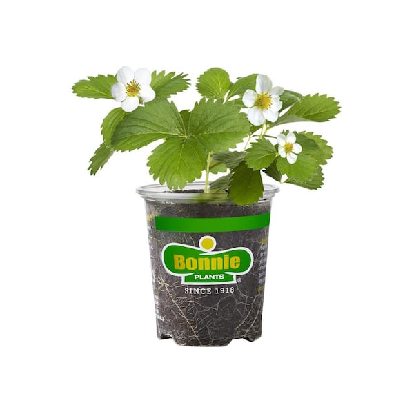 Bonnie Plants 19 oz. Quinault Strawberry Plant