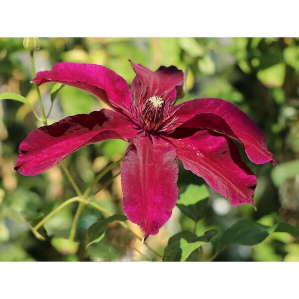 Wekiva Foliage Clematis Huvi-Live Plant in a 4 in. Growers Pot-Clematis 'Huvi'-Beautiful Scarlet Flowering Vine