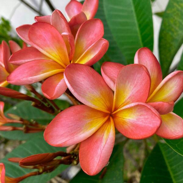 national PLANT NETWORK 1 gal. Plumeria Dusk Flower Plant with