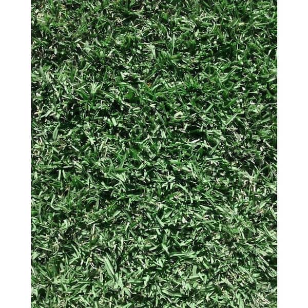 Unbranded Harmony Shade Sod 400 sq. ft. ($.79/sq.ft.)