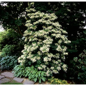 1 Gal. Climbing Hydrangea Plant with Masses of Fragrant White Flowers Covering Vines