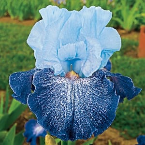 Splashacata Bearded Iris White and Purple Flowers Live Bareroot Plant