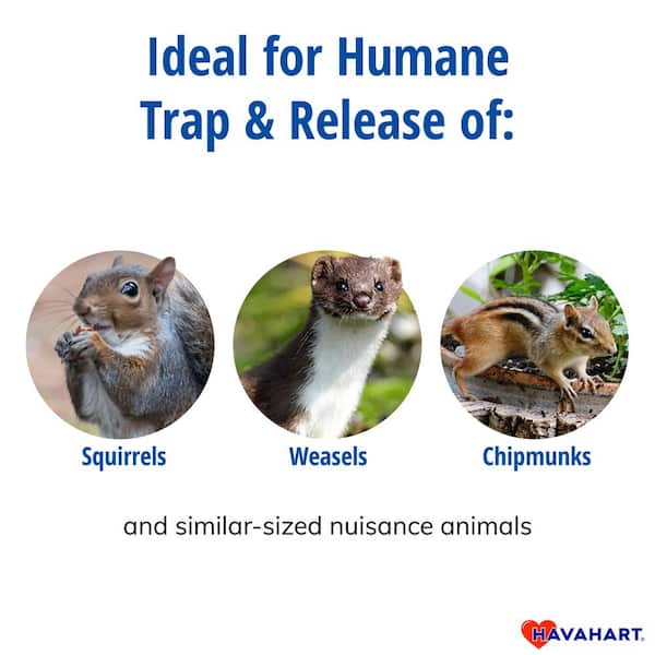 Havahart Small 1-Door Humane Catch-and-Release Live Animal Cage