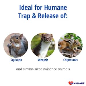 Small 1-Door Humane Catch-and-Release Live Animal Cage Trap for Squirrel, Weasel, Chipmunk