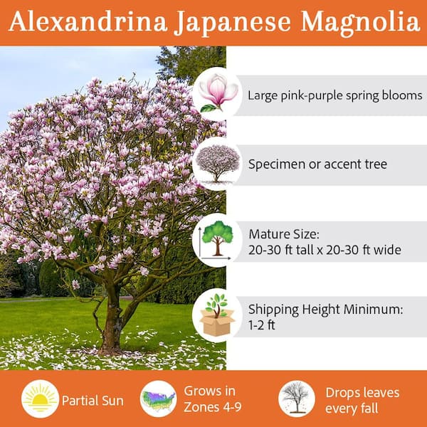 Alexandrina Japanese Magnolia Pink Flowering Decidiuous Ornamental Tree
