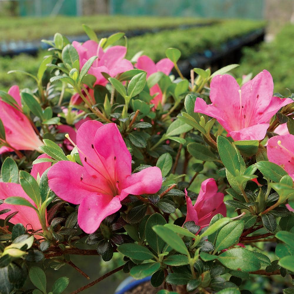 Small Pink Satsuki Azalea Bonsai in Ceramic Planter