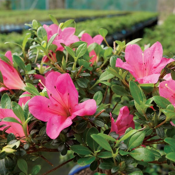 brussel's BONSAI Satsuki Azalea Bonsai Tree Outdoor Plant in brussel's BONSAI Satsuki Azalea Bonsai Tree Outdoor Plant in