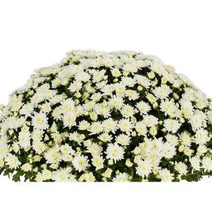 1 Gal. Chrysanthemum Plant (White)