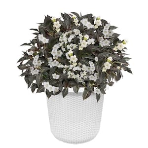 2 Gal. Wine & Spirits Weigela Shrub with White Flowers in Decorative Container
