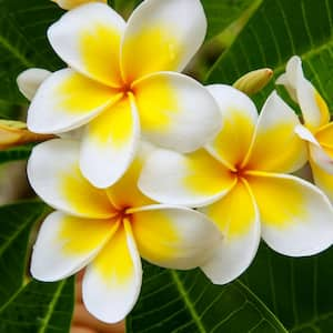 1 gal. Plumeria Yellow Plant with Yellow Flowers