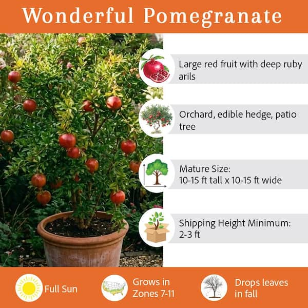 5 Gal. pot Wonderful Pomegranate Tree