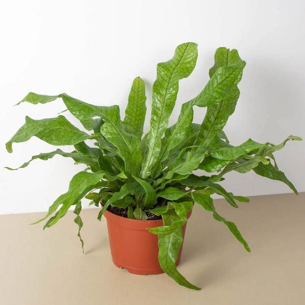 Wekiva Foliage Crocodile Fern-5 Live Plants in 4 in. Grower's Pots-Microsorum Musifolium-Foliage for Home Office Or Garden Space