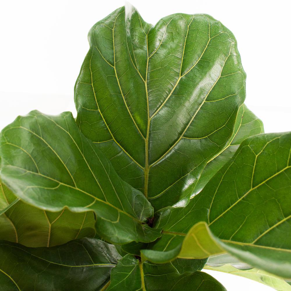 48" Fiddle Leaf Fig Tree in Black Nursery Pot